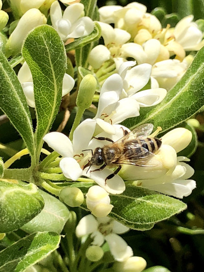 海桐白花上有一只蜜蜂