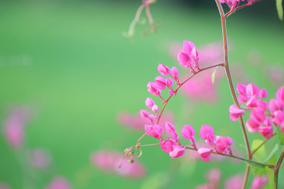 蓼科粉红色花在绿色的田野