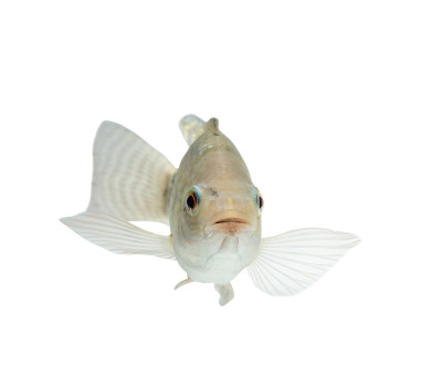 尼罗河Oreochromis niloticus，新鲜的生鱼孤立在白色背景和剪切路径