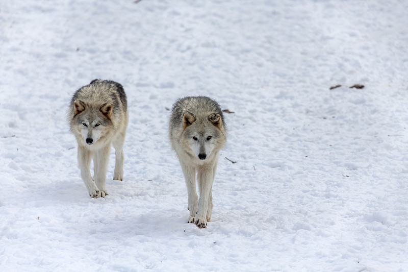 灰狼(Canis lupus)在北美洲冬天也被称为大灰狼。