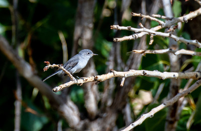 Blue-gray Gnatcatcher Perched on a Branch on a Spr