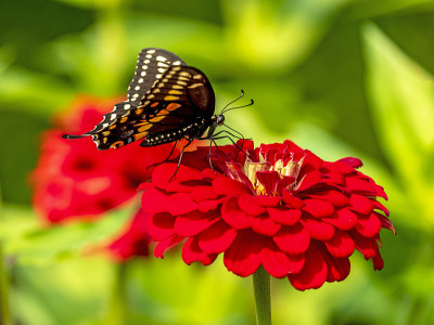 Papilio troilus，香料灌木燕尾蝶