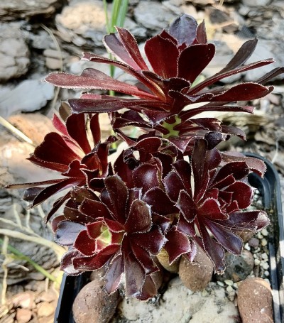 Aeonium