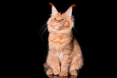 可爱可爱的缅因猫在黑色的背景。