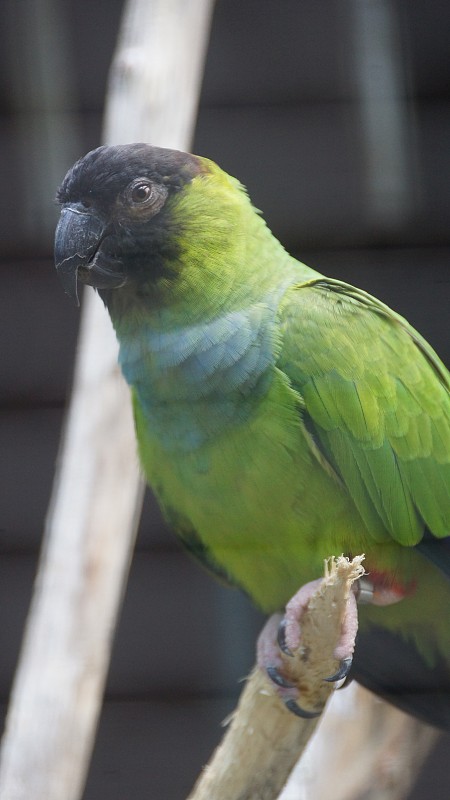 nanday parakeet，也被称为黑冠长尾小鹦鹉或nanday conure，是一种中小型，大