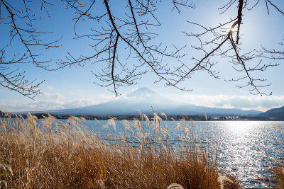 川崎湖的藤山