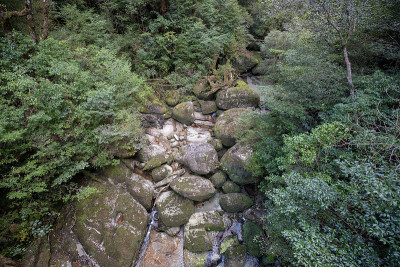 屋久岛的森林