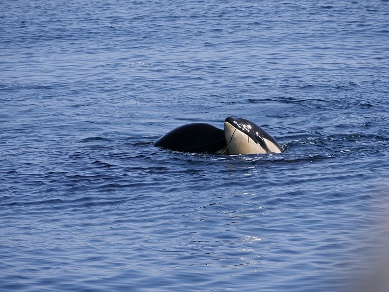 日本北海道南脉海峡的野生逆戟鲸或虎鲸