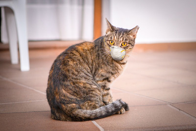带面罩的猫，防止冠状病毒污染。