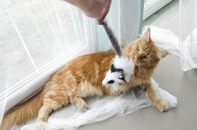 年轻的大红色大理石缅因猫玩玩具