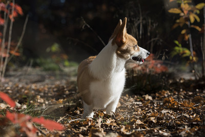 威尔士科基犬