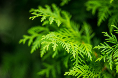针叶植物的分支。苗圃或景观的概念