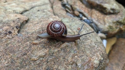 蜗牛