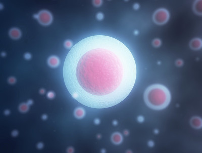 生物细胞的特写说明