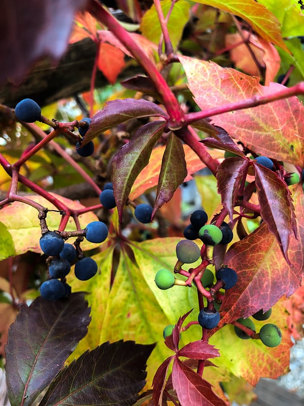 9月下旬不同颜色的野酒(山楂)