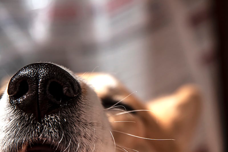 近距离观察威尔士柯基犬的黑鼻子。在阳光明媚的一天。美丽的漫画动物