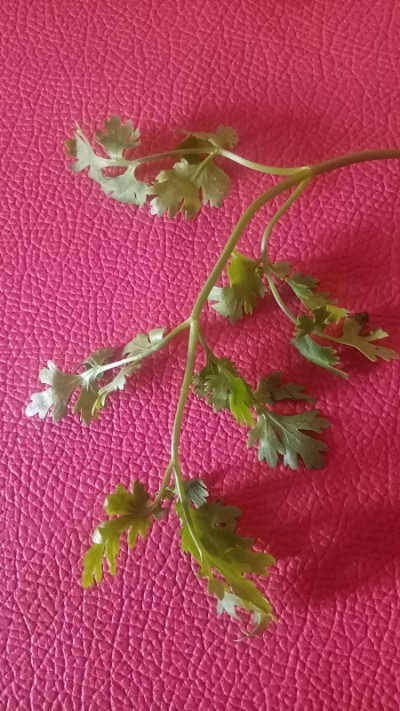 芫荽叶