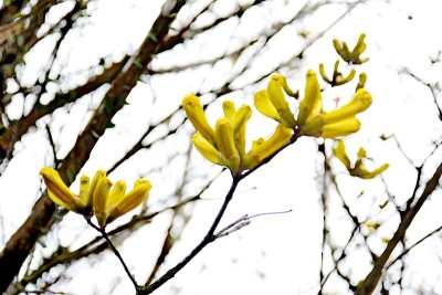 美丽的黄色Ipe花