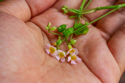 粉色的野花
