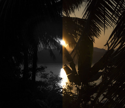 日夜躲在热带树林后面