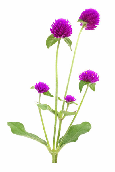 紫红色的花