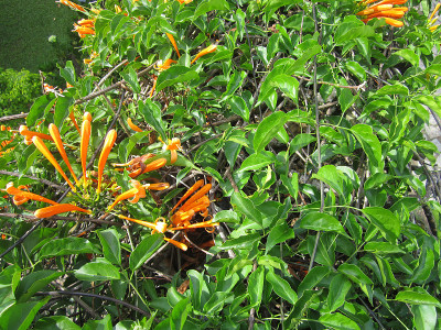 Beautiful landscape with flame vine flowers fence 