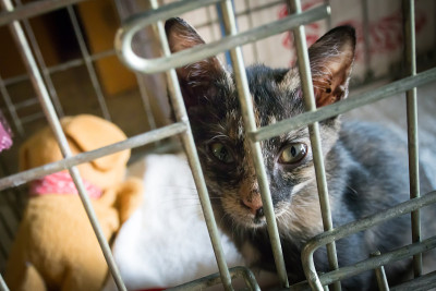小猫从笼子的铁栏后面向外张望