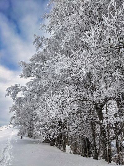以蓝天为背景的冬季森林。美丽的冬季气氛，在新积雪覆盖的苏黎世高地