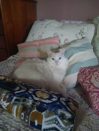 土耳其安哥拉猫