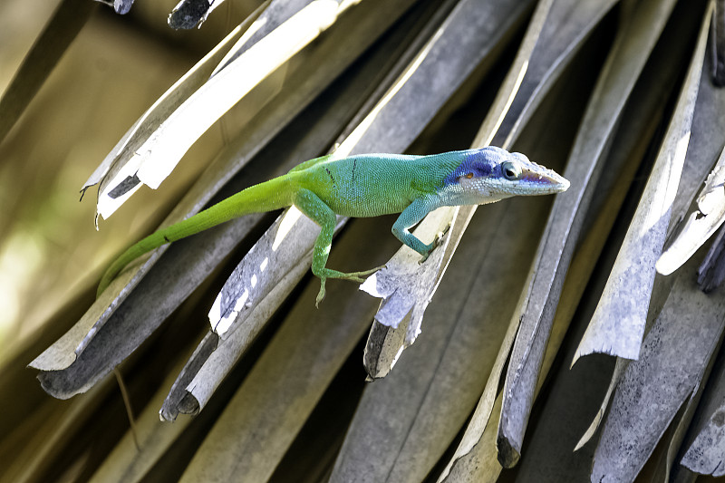 古巴雄性变色龙(Anolis allisoni)，也叫蓝头变色龙