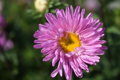 紫菀五彩花微距照片