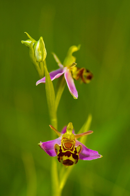 蜜蜂兰花