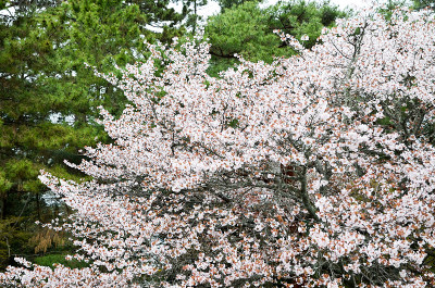 日本京都京都御苑的樱花