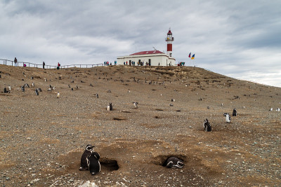 麦哲伦企鹅殖民地在Isla Magdalena岛，智利