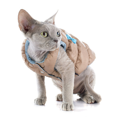 德文雷克斯猫
