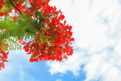 夏日公园的孔雀花大红