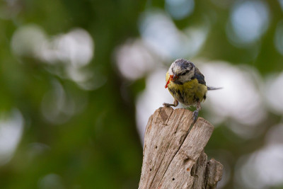 Blaumeise “耗资帮“。Parus caeruleus