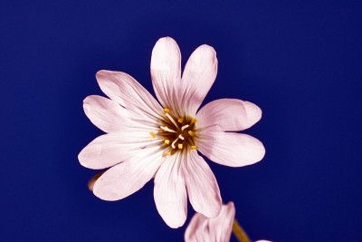白色cerastium花