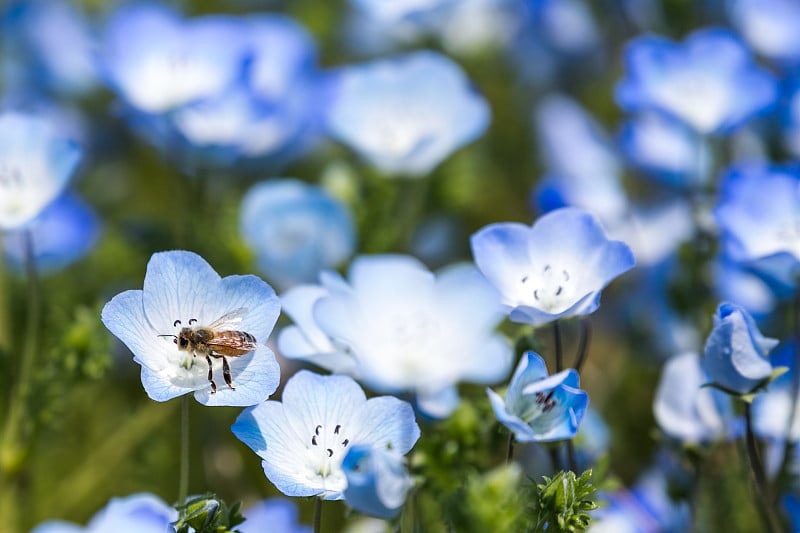 日本千叶县富斯特市的飞蛾和蜜蜂