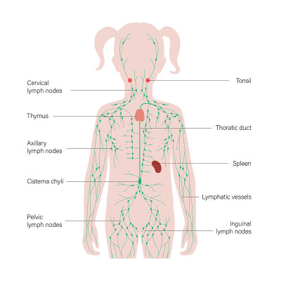 LymphaticSystem