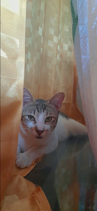 一个奇怪的猫