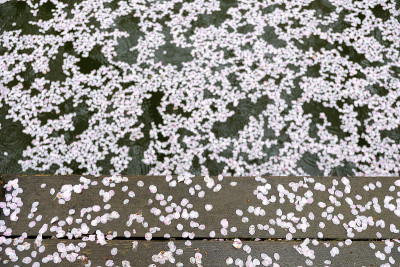 日本埼玉县川越市杏石河上的樱花花瓣。