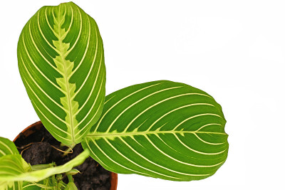 奇异的绿色脉'Maranta Leuconeura Lemon Lime'室内植物叶子