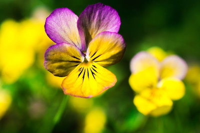 黄紫三色中提琴花。堇型花。宏。