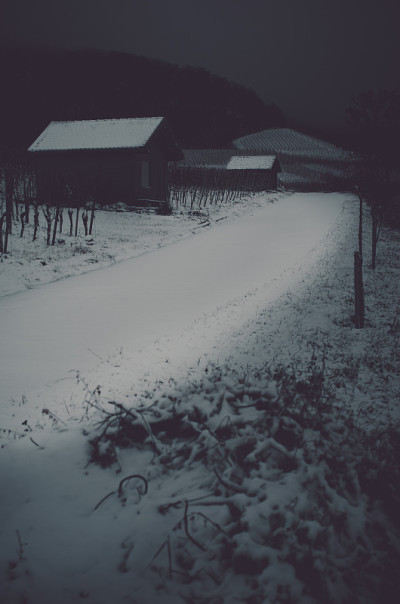 有霜有雪的冰在夜间进入葡萄园