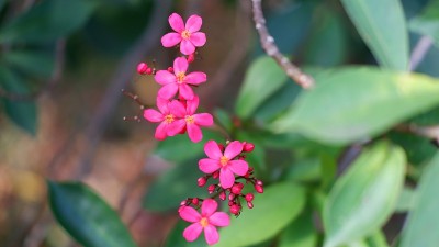 麻风树整型花