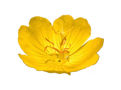 樱草花(Oenothera Pilosella)分离