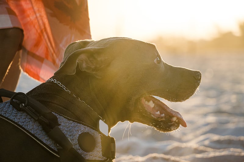 比特犬在日落时在海滩上玩耍。在阳光明媚的日子里享受沙滩和大海