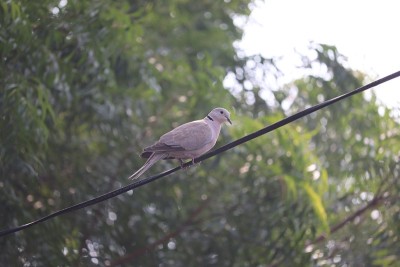 Bird -Dove
