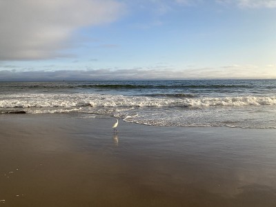 一只白色的海鸟站在海浪旁